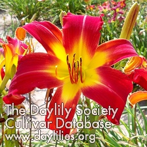 Daylily Fire Fountain